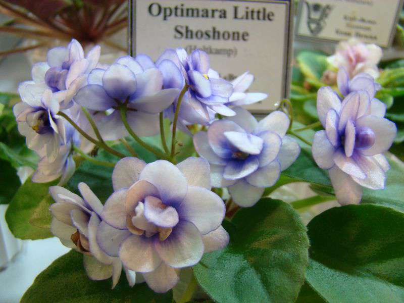 Фиалка optimara little blackfoot фото и описание