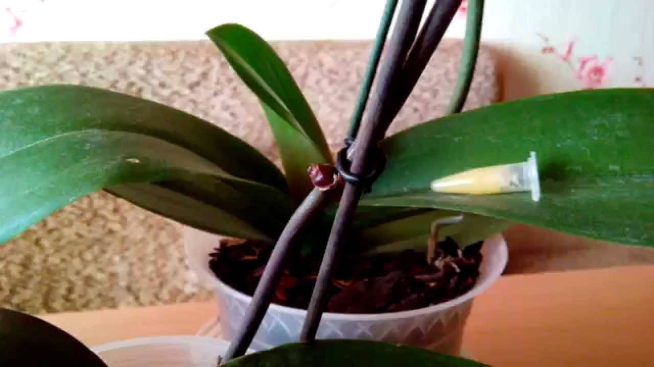 Паста цитокининовая для орхидей: назначение, инструкция по применению, состав пасты и отзывы