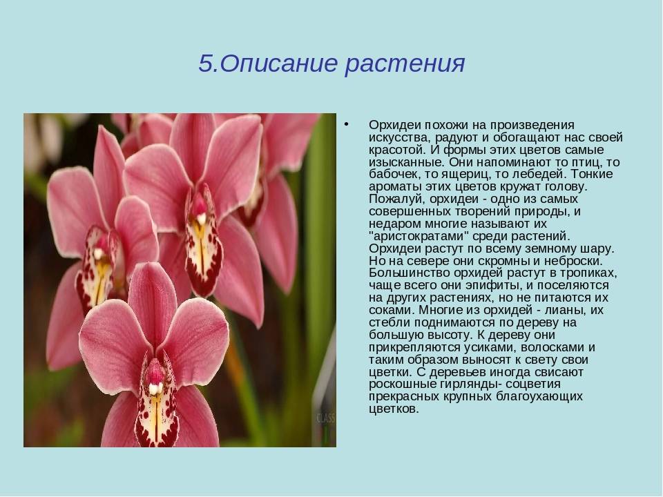 Персиковый цвет в одежде — сочетание, фото