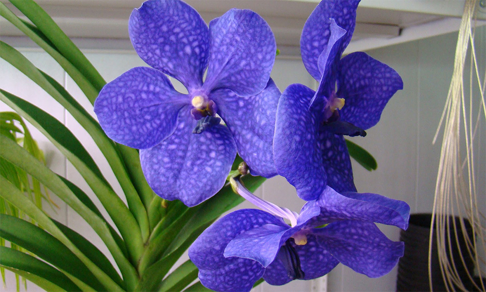 Существует ли синяя орхидея: крашеная она или нет?