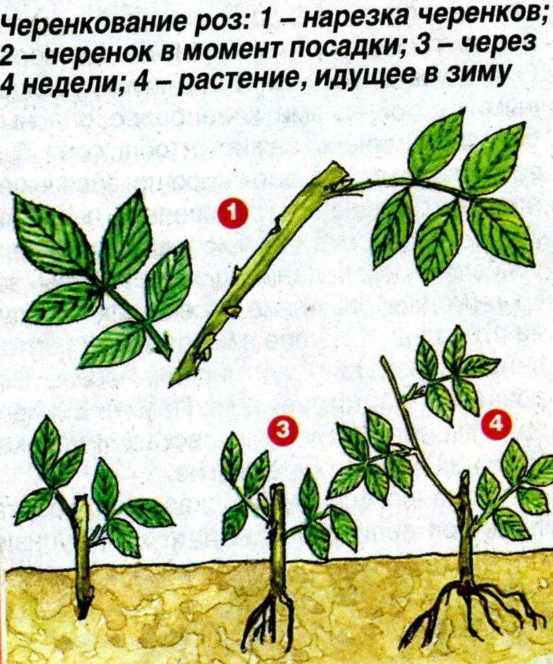 Размножение роз черенками зимой