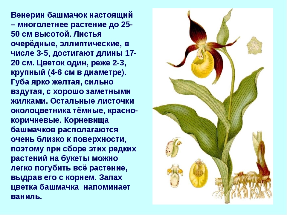 Интересные факты о цветах
