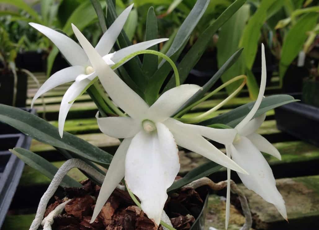 Как можно размножить орхидею в домашних условиях?