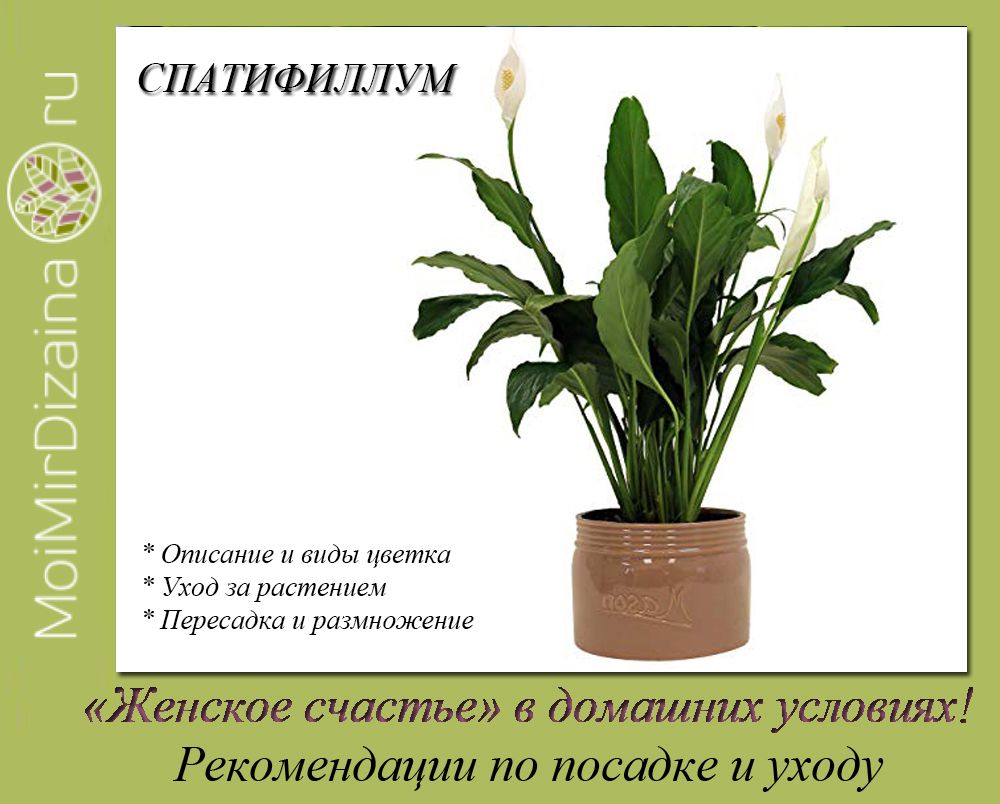 Искусственное освещение для растений - вся правда которую нужно знать. фитолампы, спектр и время освещения.