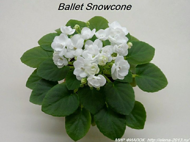 Фиалка ballet snowcone (a. fischer): фото и описание сорта