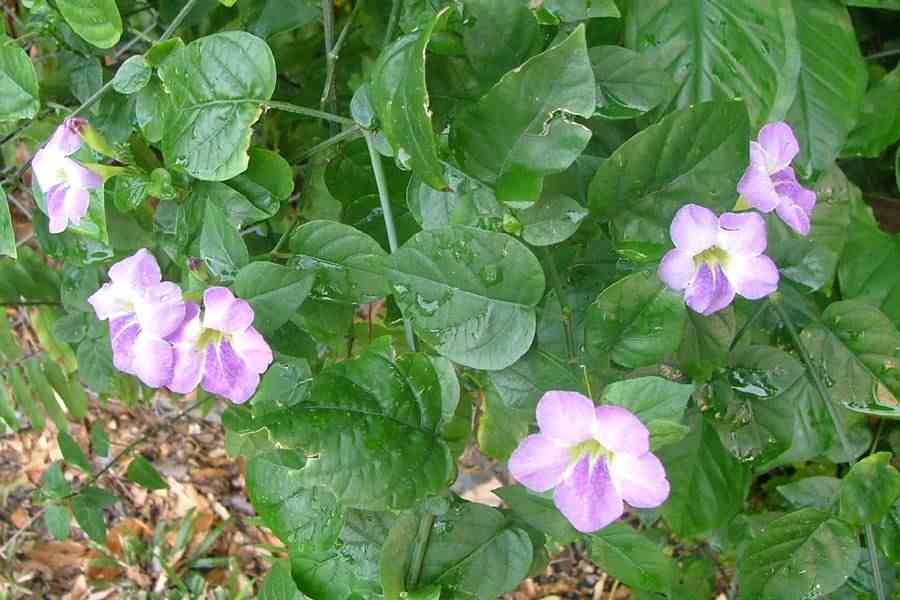 Цветок азистазия: посадка и уход, фото, выращивание в домашних условиях
