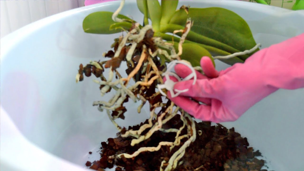 Можно пересадить цветущую орхидею в домашних условиях