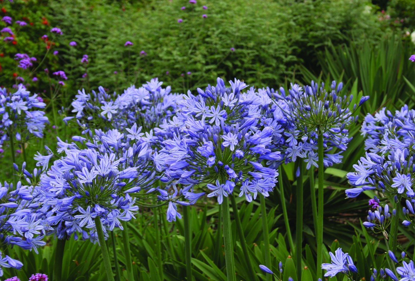 Агапантус фото цветов. Агапантус Африканский Agapanthus africanus. Агапантус зонтичный Блу. Агапантус Африканский Блу Джайнт. Агапантус Блю Гиант.