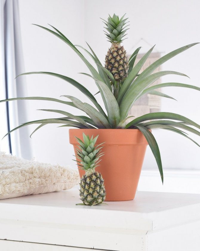 Комнатный ананас: уход в домашних условиях