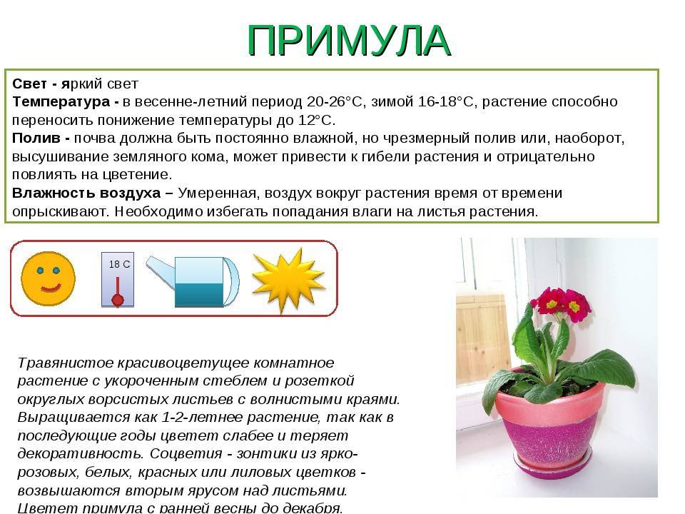 Фиалка «голубой туман» - воздушная красавица на подоконнике