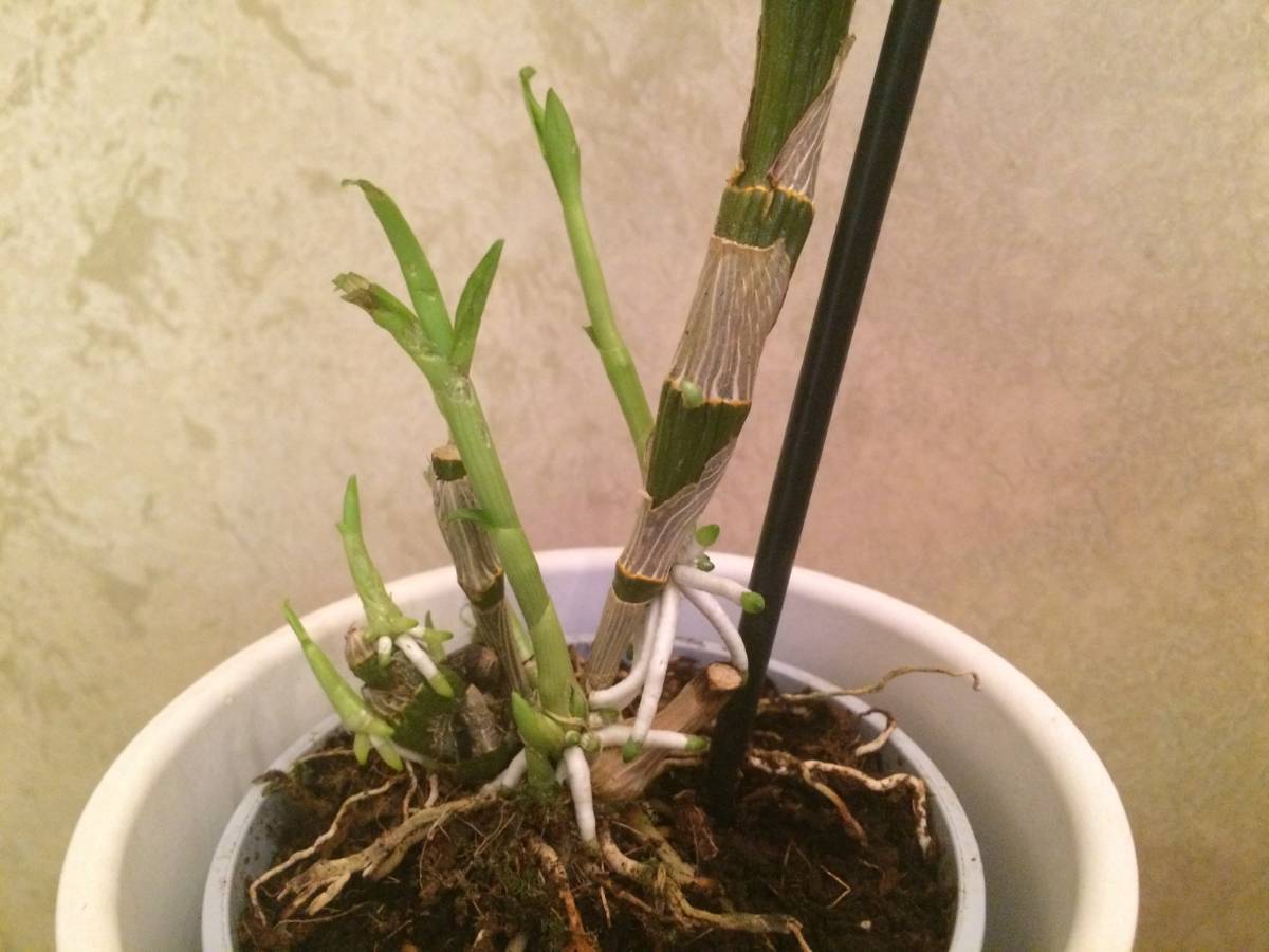 Дендробиум пересадка в домашних условиях. Дендробиум Нобиле черенок. Росток орхидеи Дендробиум. Орхидея Дендробиум детки. Орхидея Дендробиум размножение.