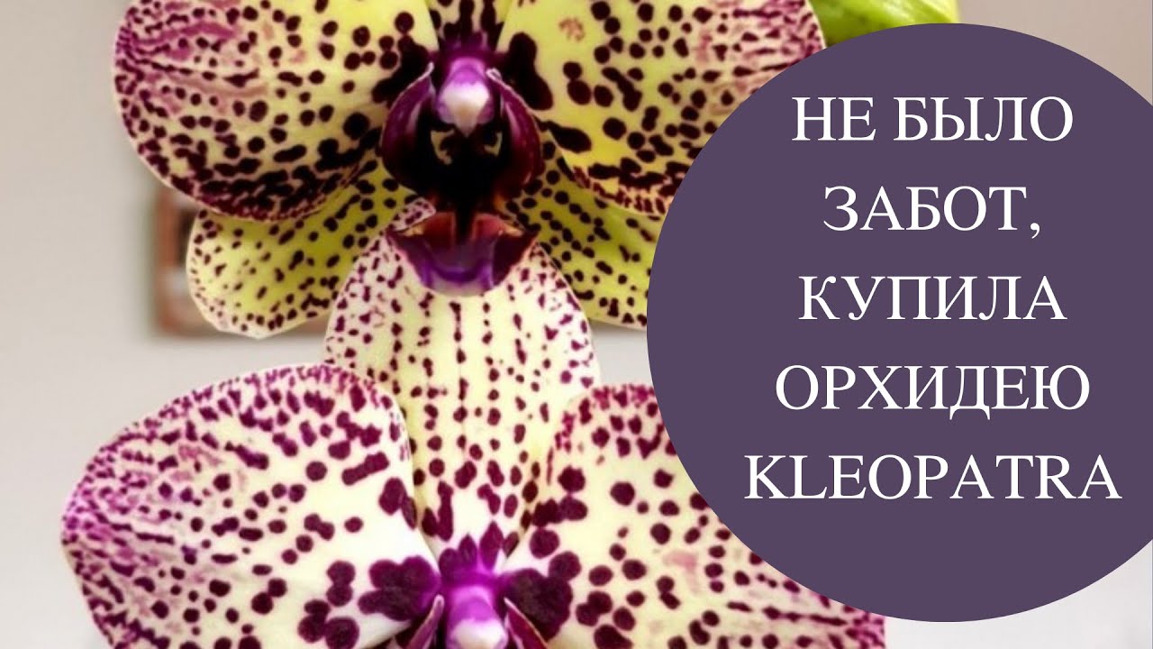 Где В Орле Купить Орхидею