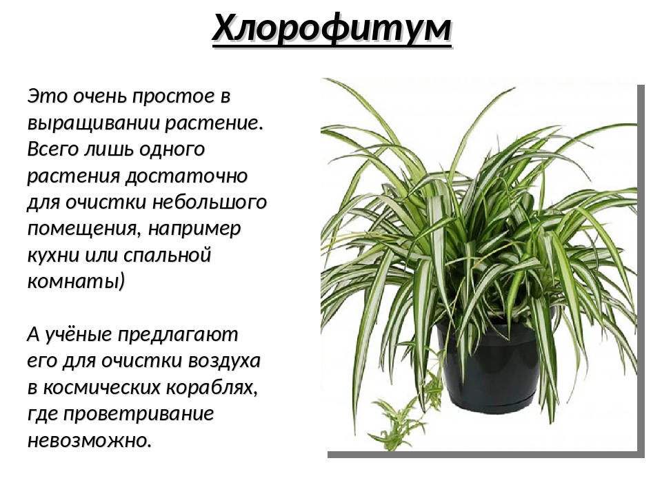Хлорофитум: описание, уход, пересадка (120 фото) - крот.net