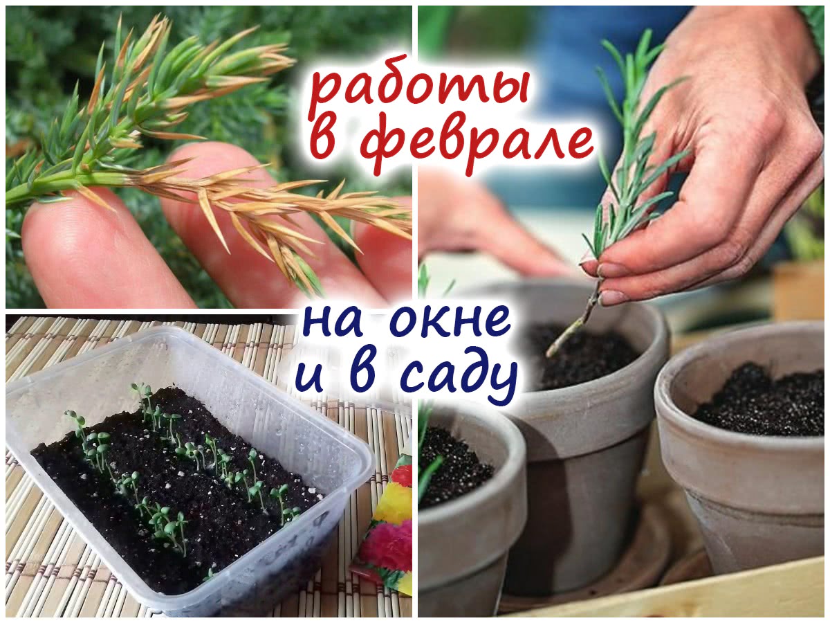 Семь поводов для разведения эпифиллума