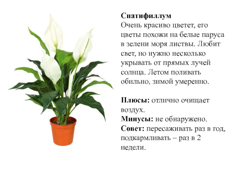 Значение света для комнатных растений