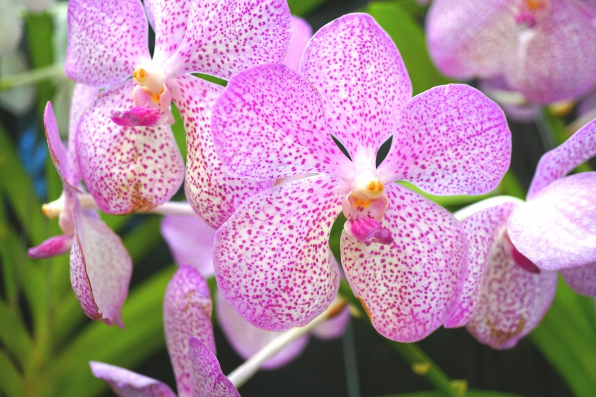 Орхидея мелкоцветковая фото