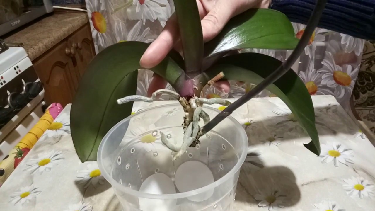 Всё самое полезное и интересное о размножении орхидеи черенками