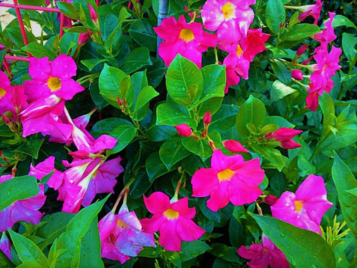 Ухаживание за дипладенией (mandevilla)