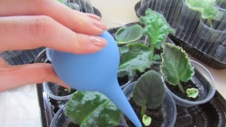 Узнайте, как поливать фиалки правильно и ваши растения скажут вам “спасибо”!
