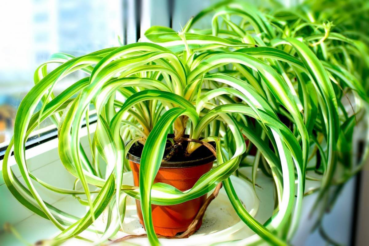 Какие есть комнатные растения, очищающие воздух?