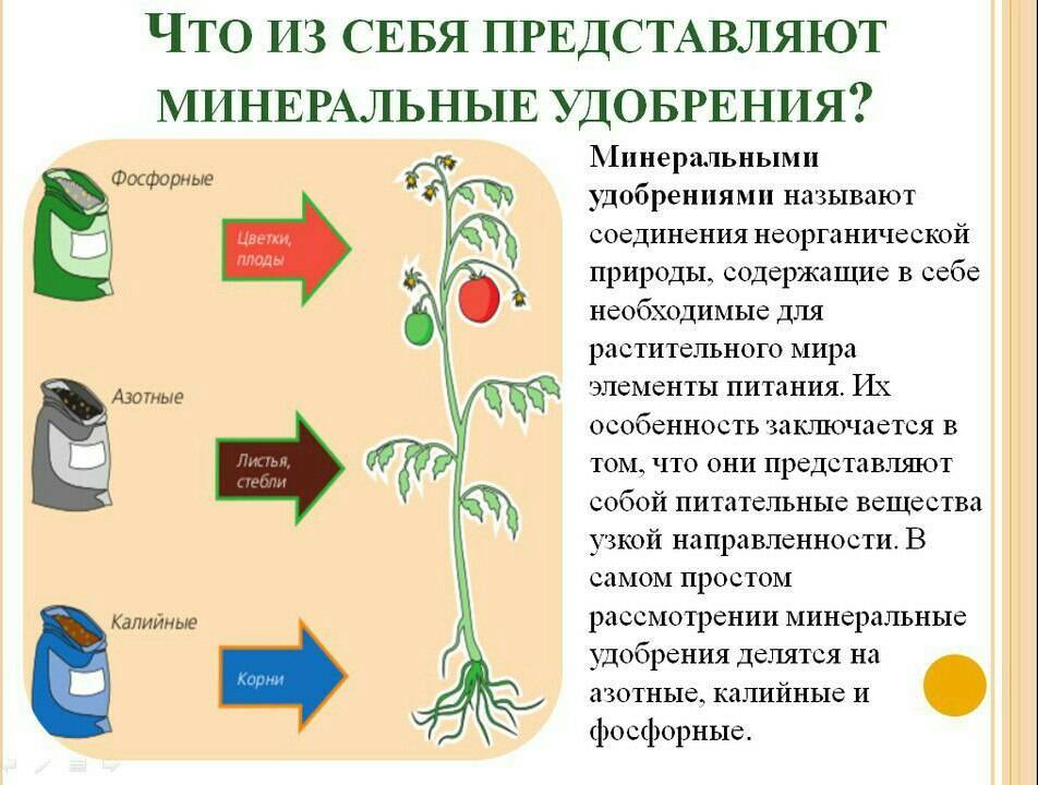 Применение хелата железа для подкормки садовых и декоративных культур