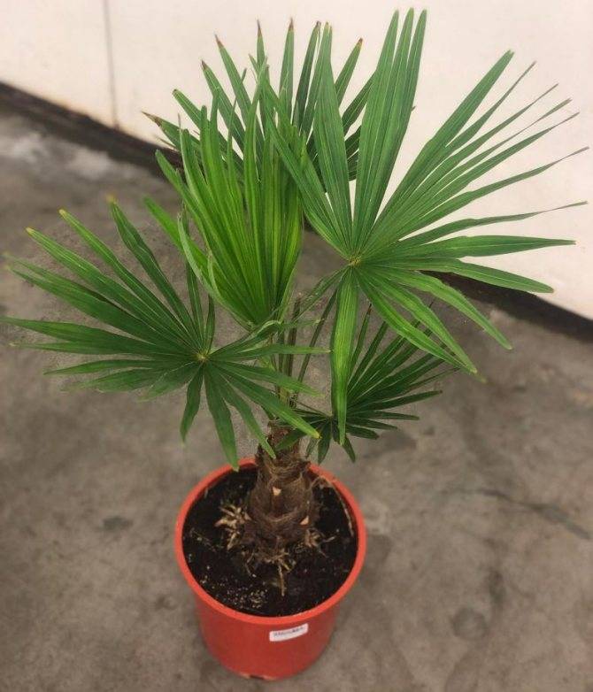 Комнатная пальма хамеропс: выращивание из семян и уход в домашних условиях. веерная пальма: экзотическая красота в доме
