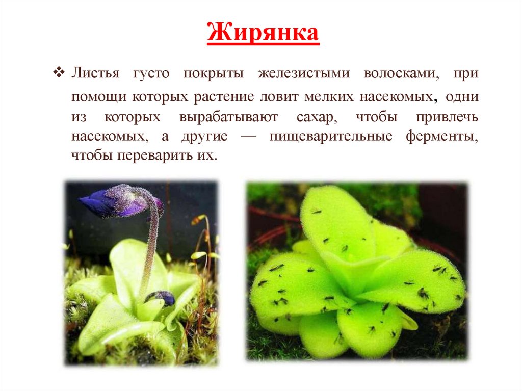Растение хищник жирянка уход в домашних условиях размножение выращивание из семян фото видов