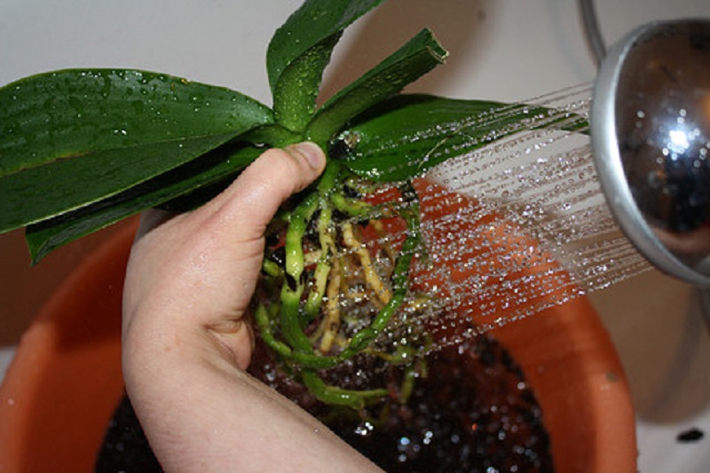 Как пересадить орхидею в домашних условиях: пошагово