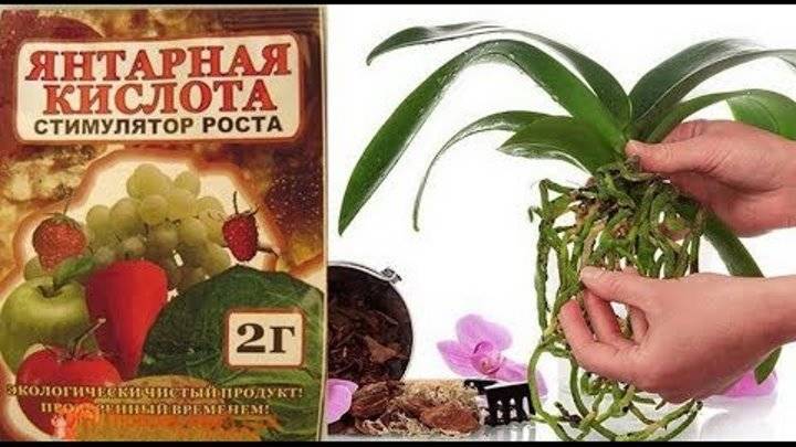 Янтарная Кислота Для Растений Купить В Воронеже