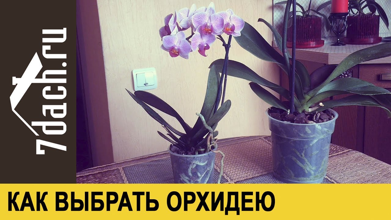9 правил, благодаря которым орхидея будет буйно цвести круглый год. и всё исключительно своими руками!!!