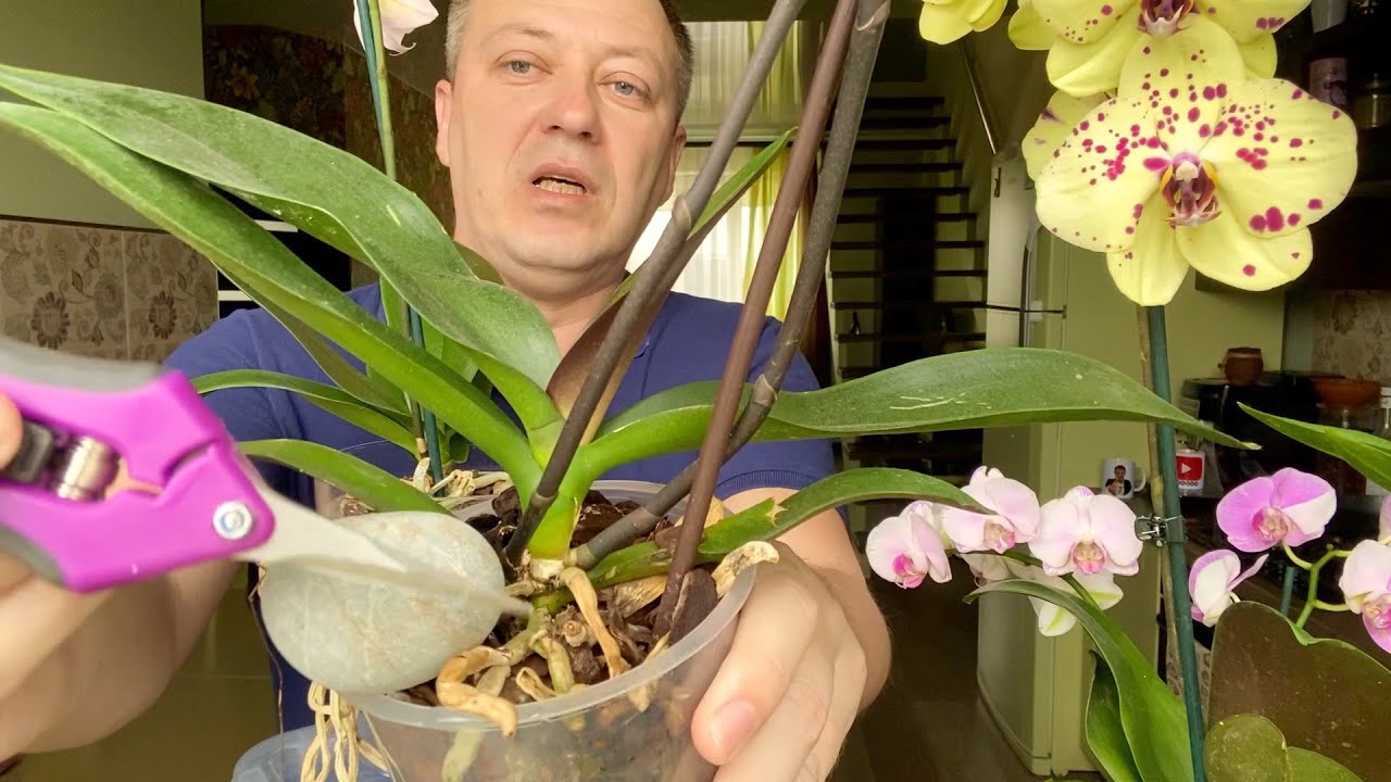 Пересаживать ли орхидеи после покупки. Омолаживание орхидеи фаленопсис. Омолодить орхидею фаленопсис.