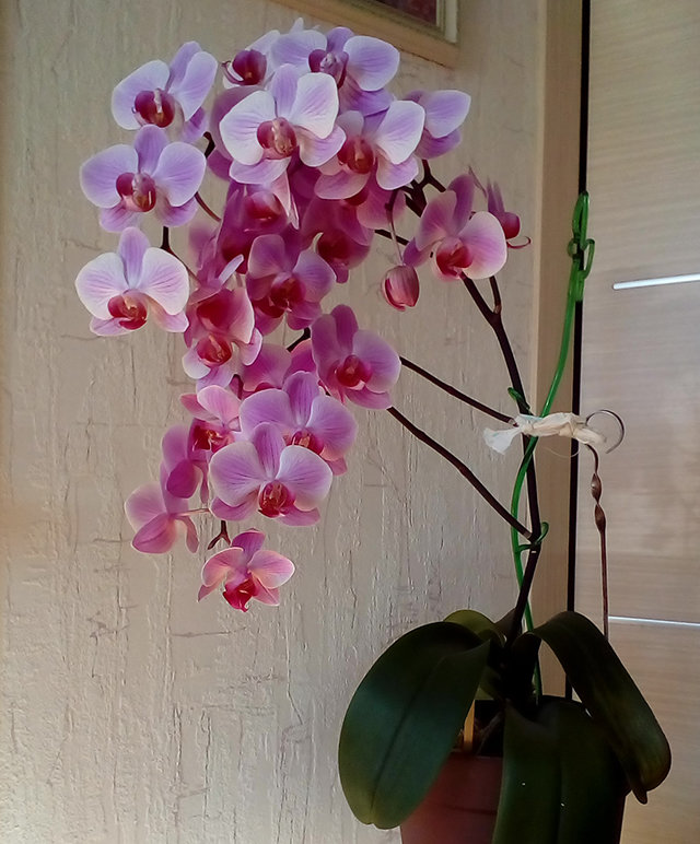 Почему нельзя держать дома орхидеи: народные приметы и суеверия