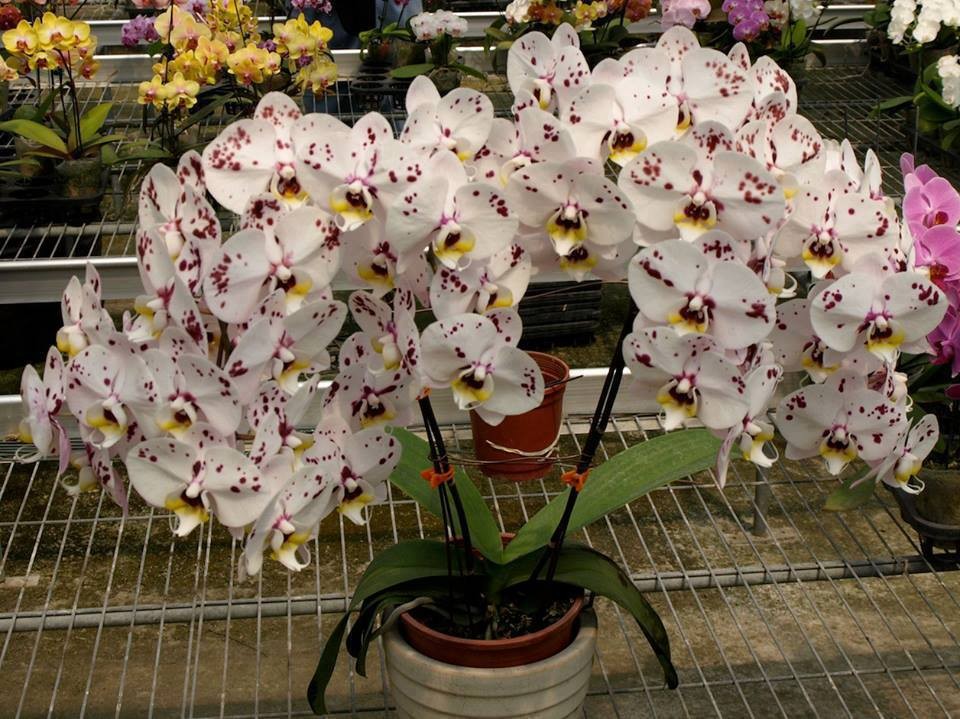 Многообразие сортов орхидеи фаленопсис. каталог с названиями и фото