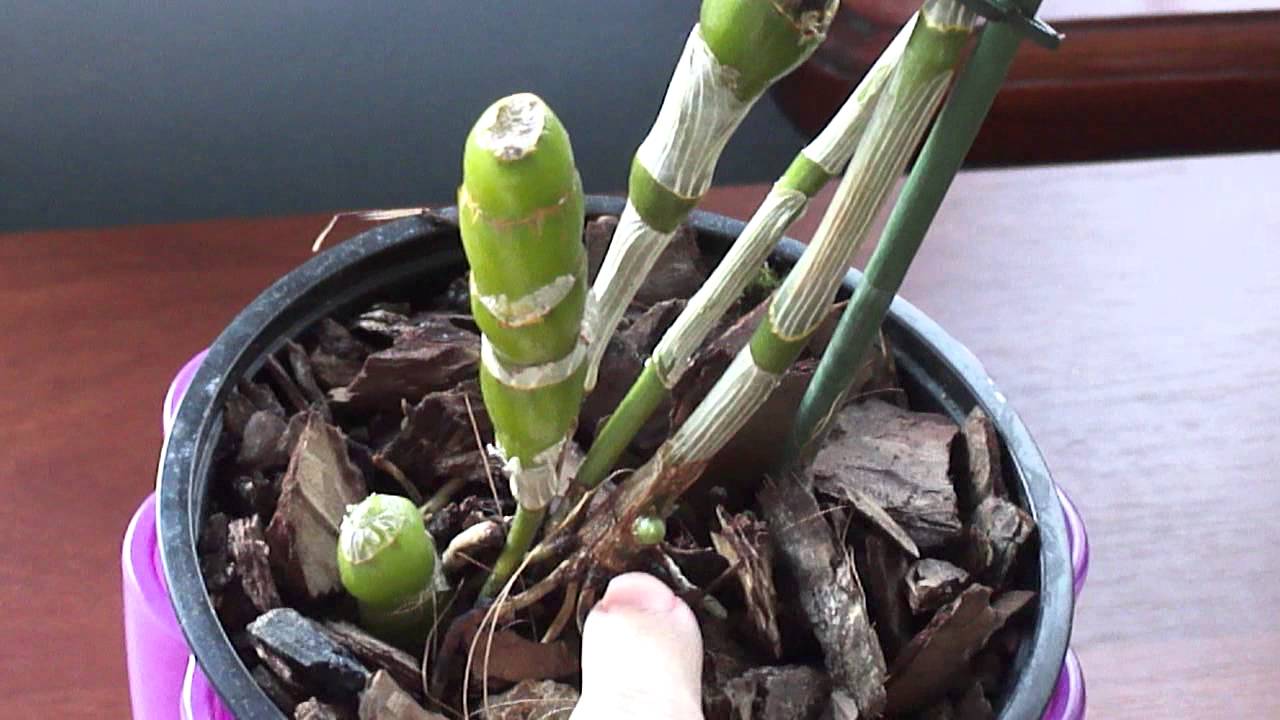 Дендробиум пересадка в домашних условиях. Орхидея Дендробиум Нобиле размножение. Дендробиум Нобиле размножение. Дендробиум Нобиле черенок. Дендробиум Нобиле цветоносы.