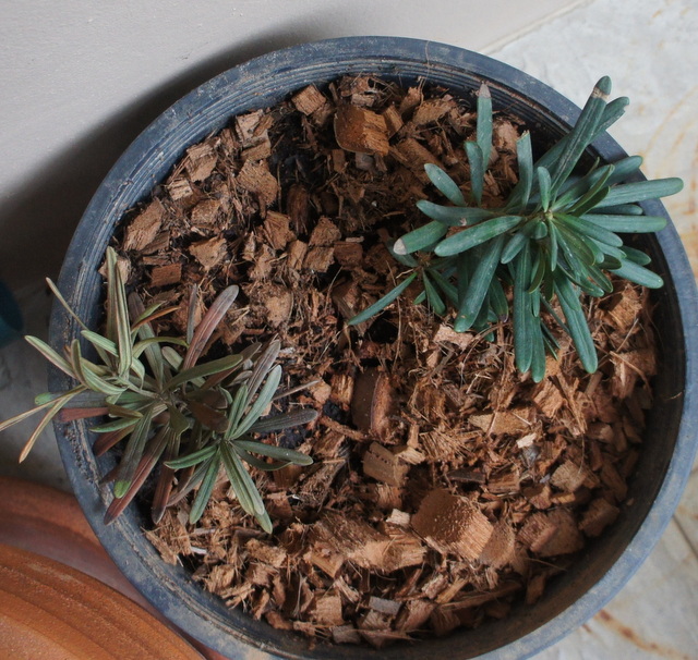 Ногоплодник (podocarpus) — описание, выращивание, фото
