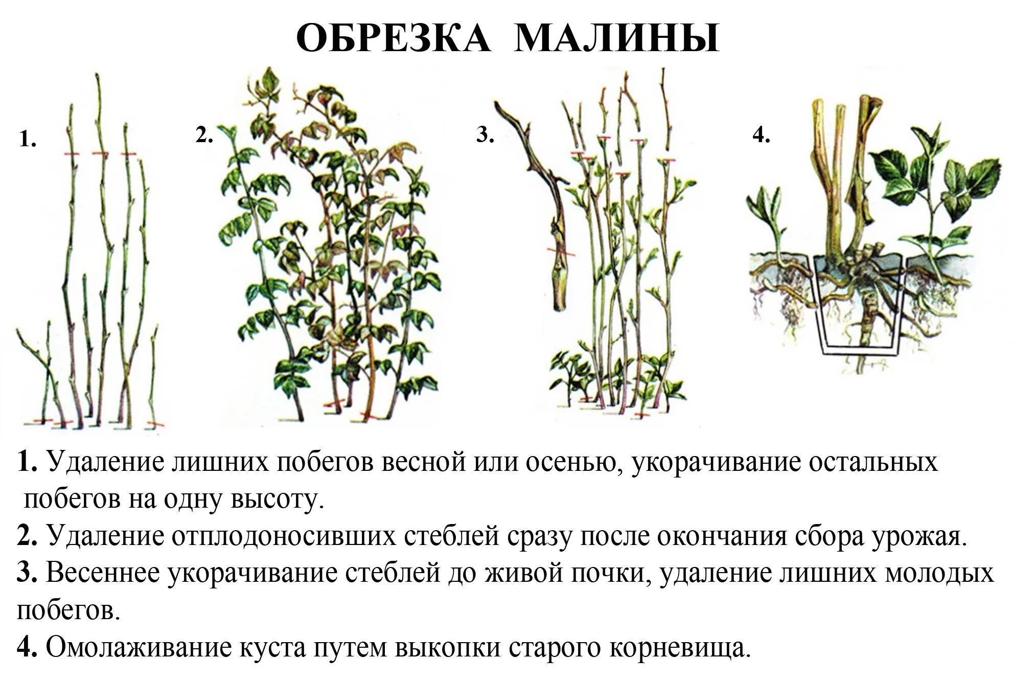 Даваллия