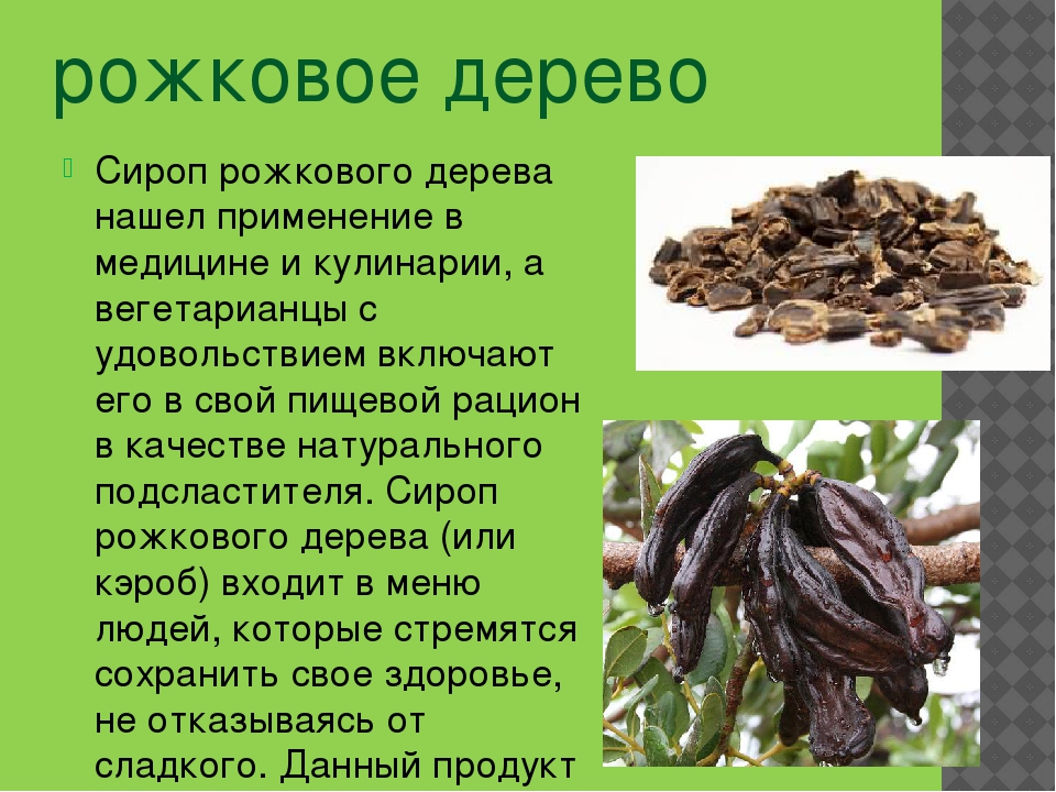 Кактус заячьи ушки – опунция
