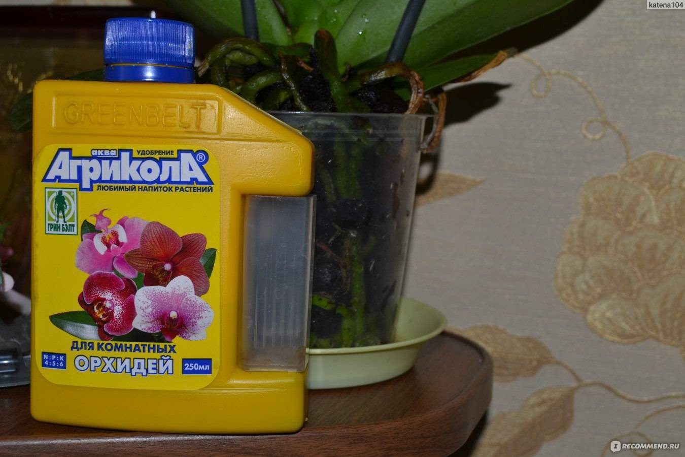 Чем подкормить орхидею в домашних условиях – чтоб цвела и давала деток