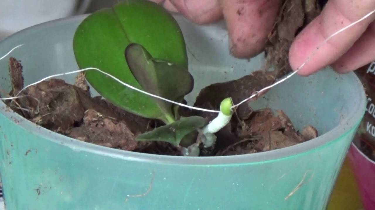 Посадить корень орхидеи