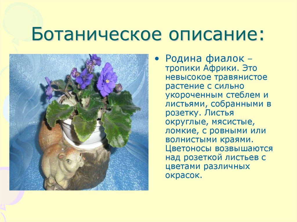 Фиалка «шикарный мак»: фото и описание сорта, выращивание и уход в домашних условиях