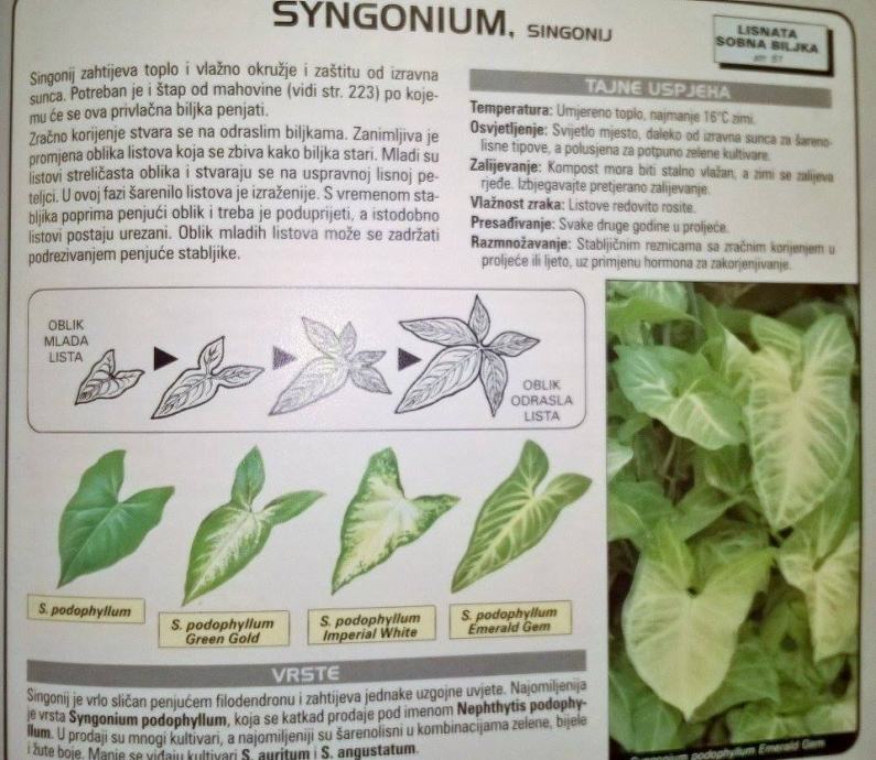 Сингониум уход в домашних условиях | floravdome.ru