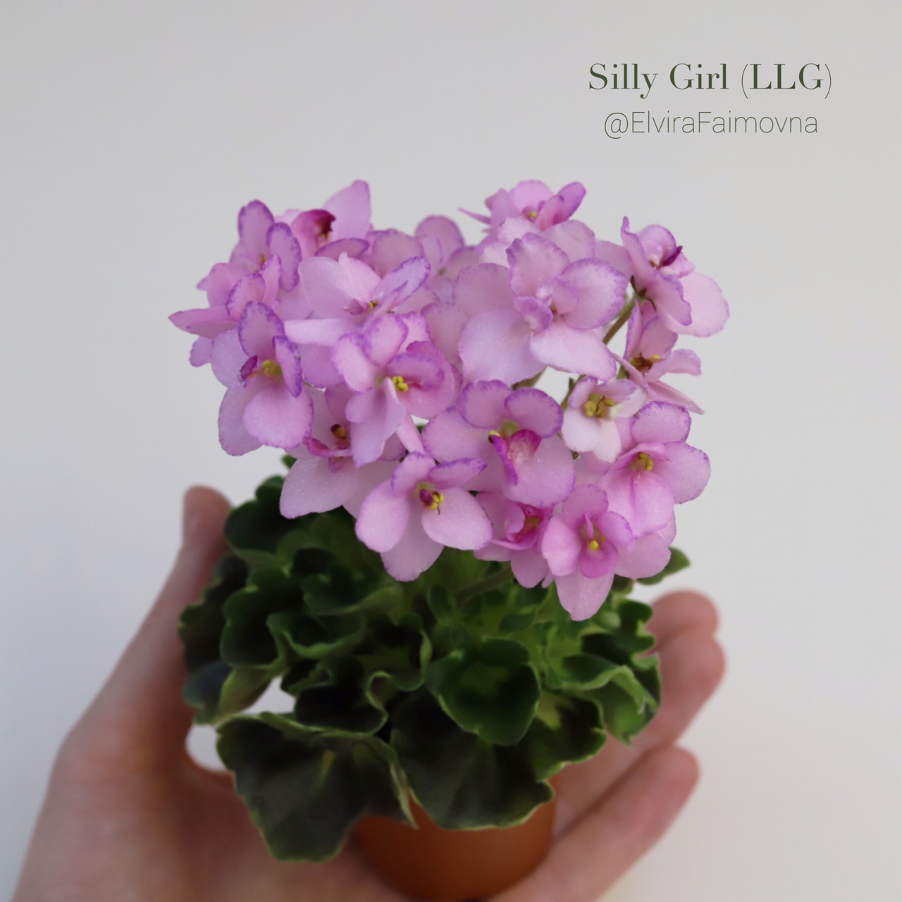Фиалка silly girl (lyon/llg): фото и описание сорта