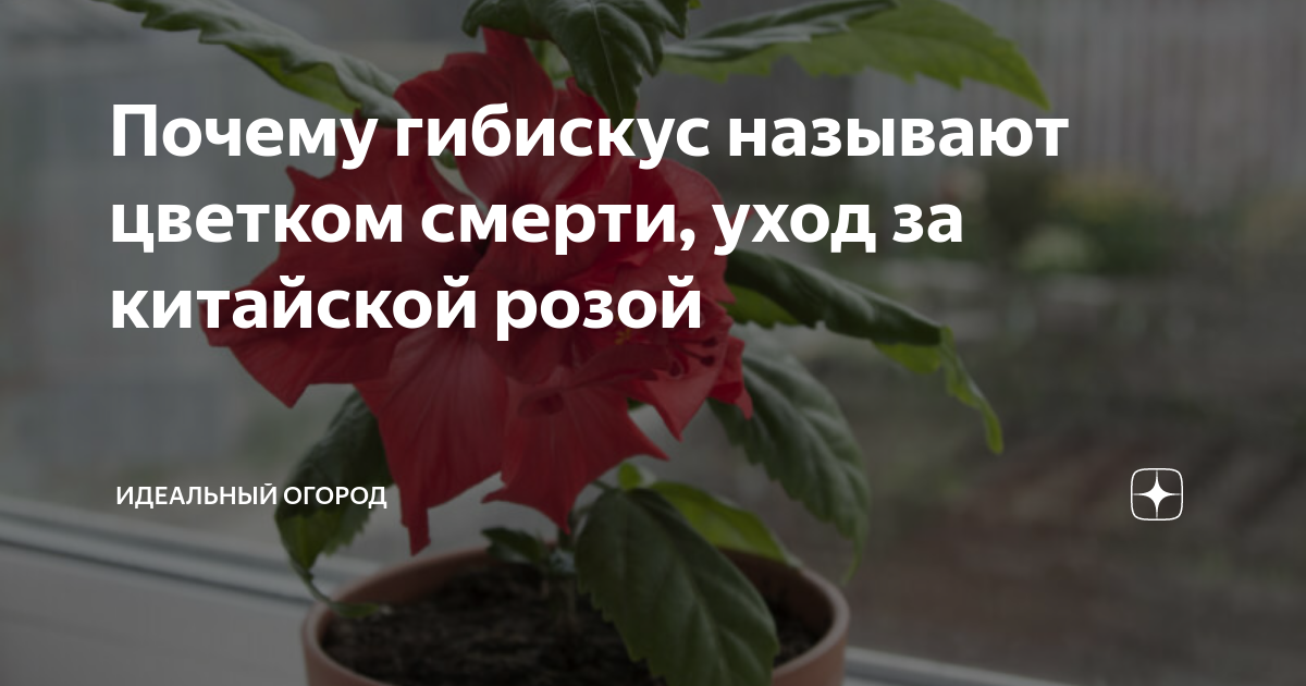 Орхидея: приметы и суеверия для дома