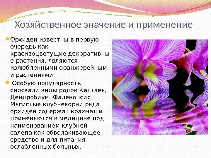 Орхидея в доме - приметы и суеверия, наблюдения и значение цветка | всё об орхидеях