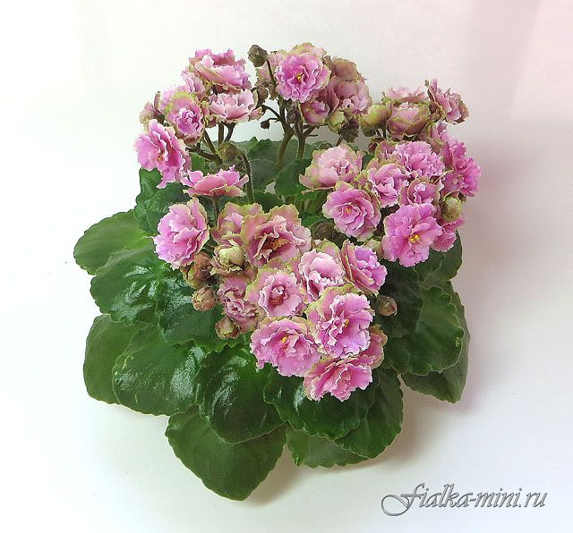 Фиалка irish flirt (s. sorano): фото и описание сорта