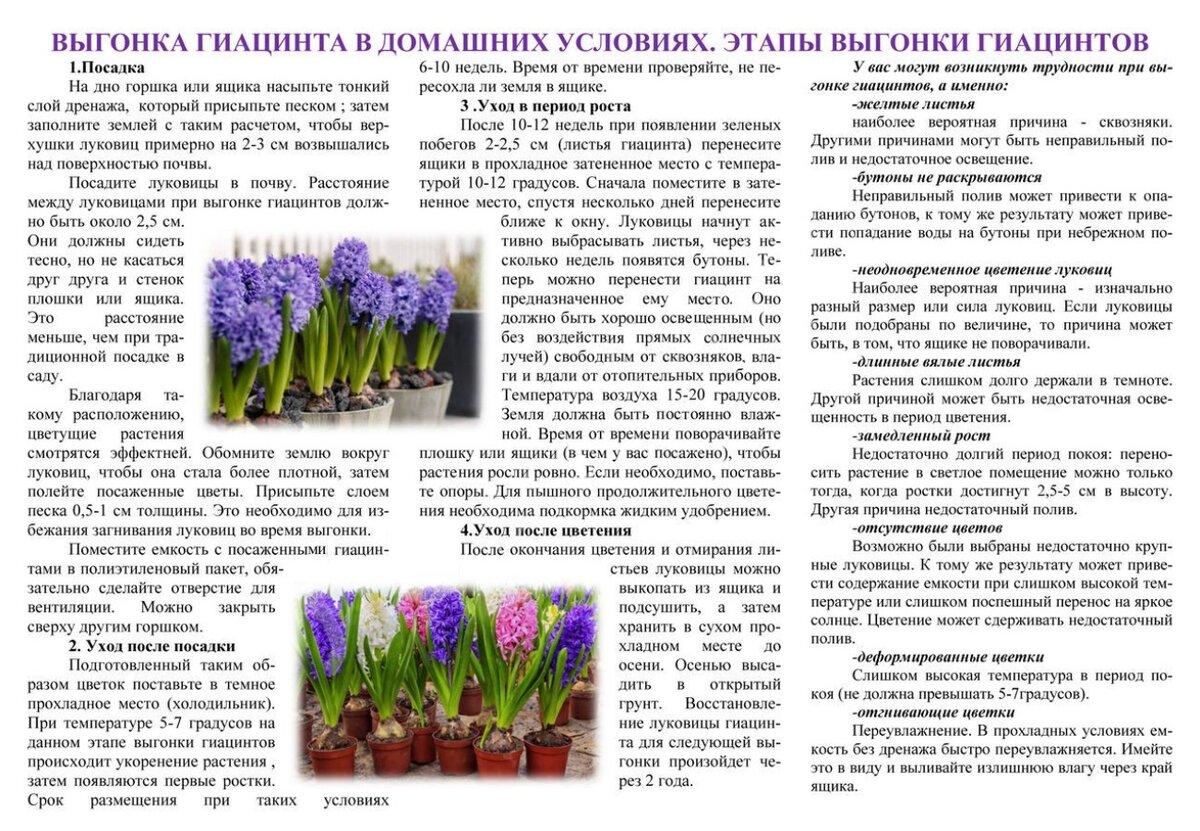 Как посадить и вырастить гиацинт в домашних условиях На что обратить внимание при покупке Описание всех тонкостей по уходу за цветком Выгонка из луковиц Фото  Видео