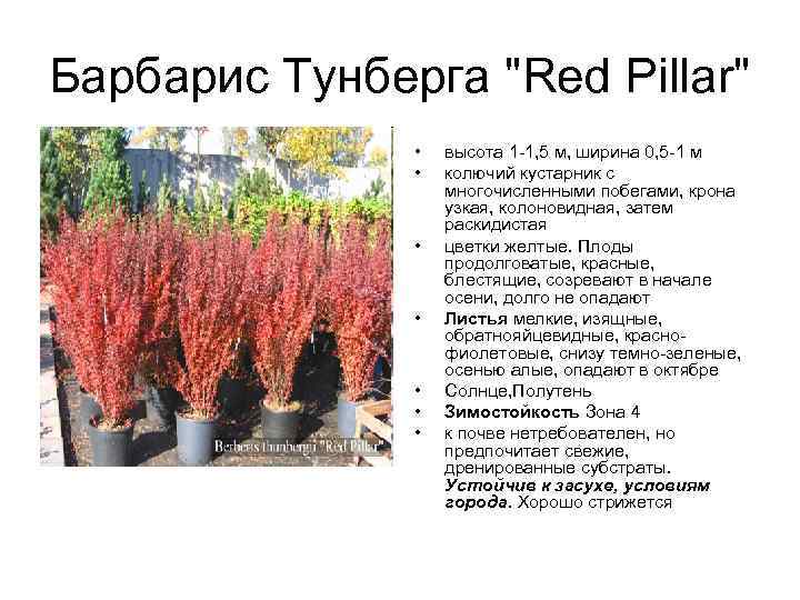 Бакопа: выращивание из семян, фото, посадка и уход в домашних условиях