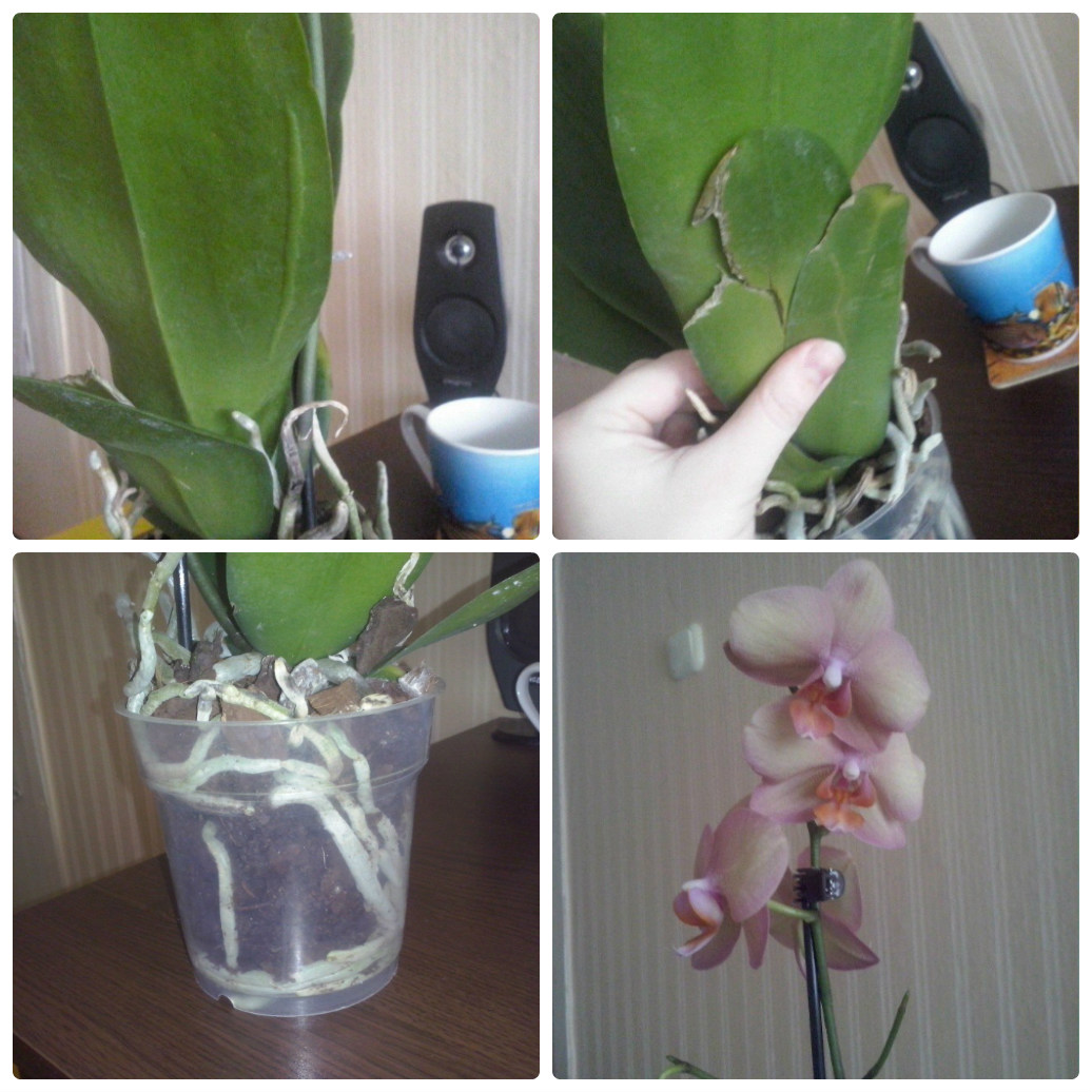 Полив орхидеи после пересадки в домашних условиях