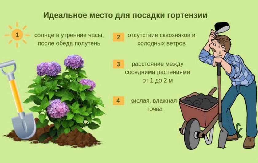 Куфея