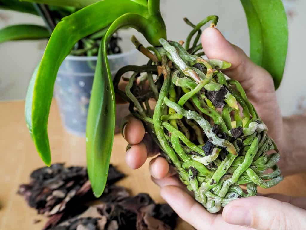 Что делать, если у орхидеи корни растут вверх: причины